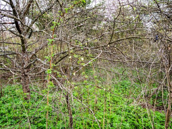 Underbrush Clearing in Lodi