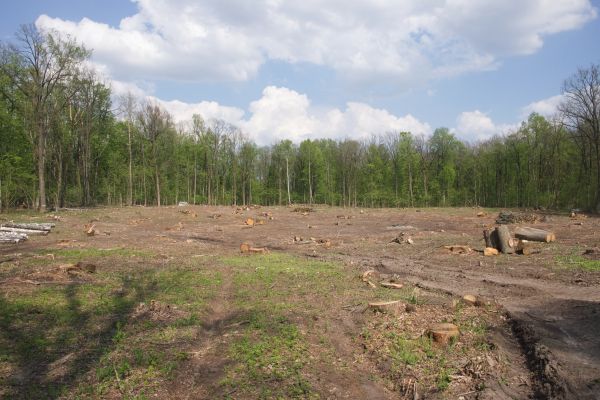 Cost of Pasture Clearing in Lodi