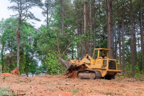 Forest Thinning in Lodi