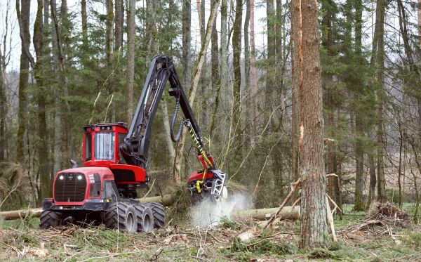 Cost of Forest Clearance Service in Lodi