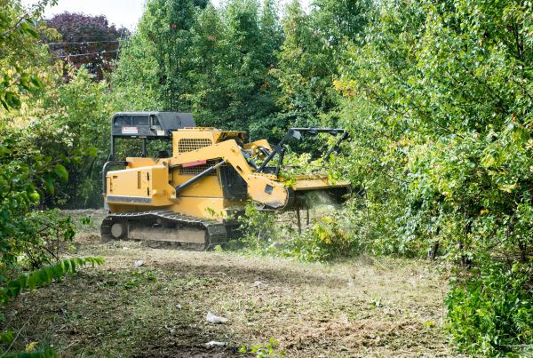 Cost of Pathway Clearing in Lodi