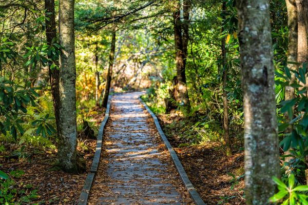 Cost of Trail Clearing in Lodi