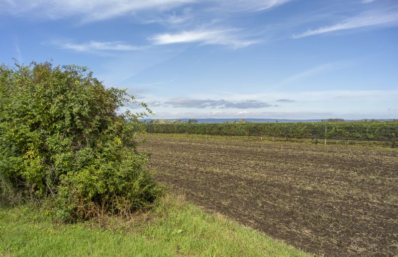 What’s Involved In Professional Land Clearing?